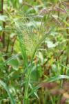 Panicum capillare