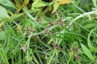 Cyperus fuscus
