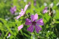 Malva sylvestris