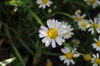 Cladanthus mixtus