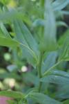 Camelina sativa