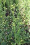Camelina sativa