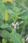 Ballota nigra