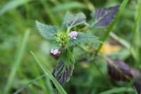 Galeopsis tetrahit