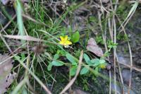 Hypericum humifusum