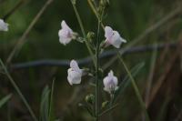 Linaria repens