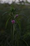 Misopates orontium