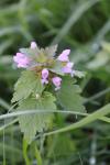 Lamium hybridum