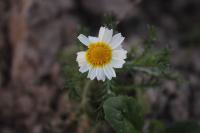 Cladanthus mixtus