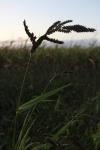 Echinochloa crus-galli