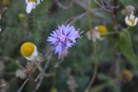 Cyanus segetum