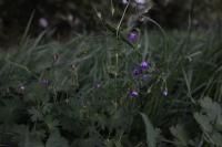 Geranium pyrenaicum