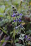 Salvia verbenaca