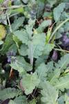 Salvia verbenaca