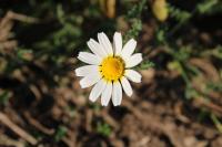 Cladanthus mixtus