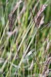 Bothriochloa ischaemum