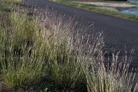 Bothriochloa ischaemum