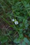 Cardamine flexuosa