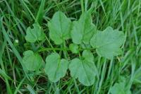 Cardamine flexuosa
