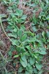 Pilosella officinarum