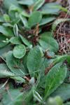 Pilosella officinarum