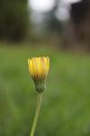 Pilosella officinarum