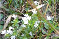 Euphrasia stricta