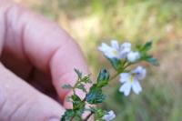Euphrasia stricta
