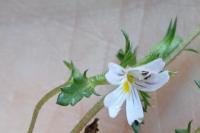 Euphrasia stricta