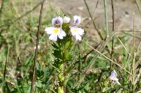 Euphrasia stricta