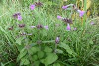 Clinopodium vulgare