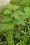 Lamium hybridum