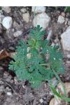 Teucrium botrys