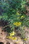 Senecio inaequidens