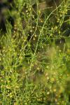 Asparagus officinalis
