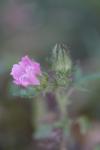 Malva setigera