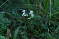 Prunella laciniata