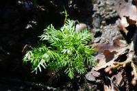 Hottonia palustris