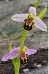 Ophrys apifera