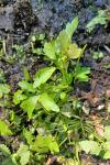 Ranunculus sceleratus
