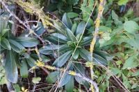 Daphne laureola