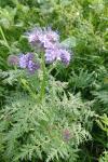 Phacelia tanacetifolia