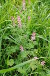 Fumaria officinalis