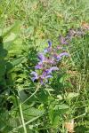 Salvia pratensis