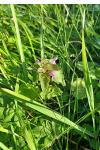 Lamium hybridum