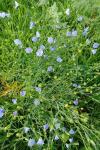Linum usitatissimum subsp. usitatissimum