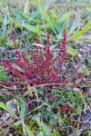 Crassula tillaea