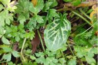 Arum italicum