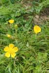 Ranunculus acris