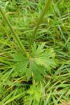 Ranunculus acris
